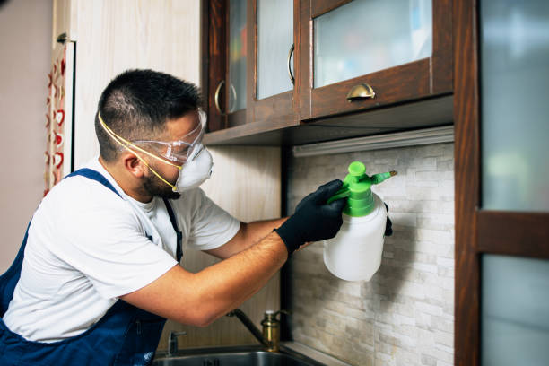 Best Termite Control Services  in Paramount Long Meadow, MD